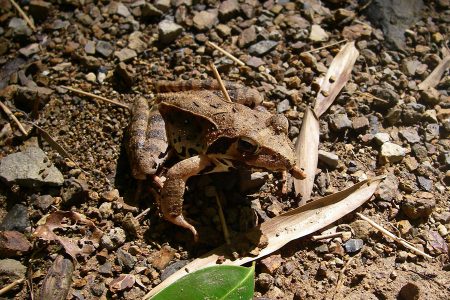 冬に卵を産むカエル（ニホンアカガエルとヤマアカガエル）