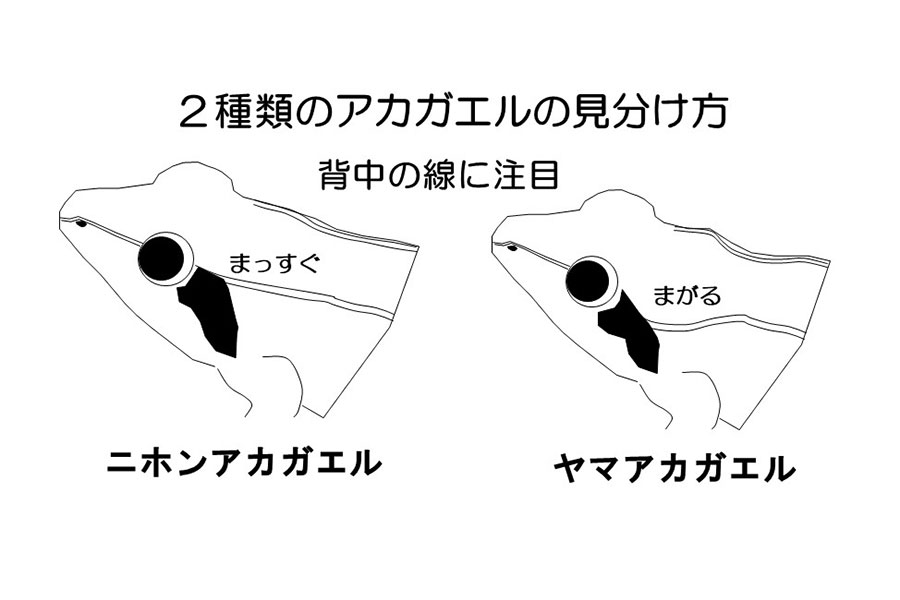 2種類のアカガエルの見分け方