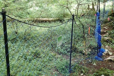 【受付終了】10/15  横倉山生きもの調べ 「牧野博士が愛した植物をシカから守る」