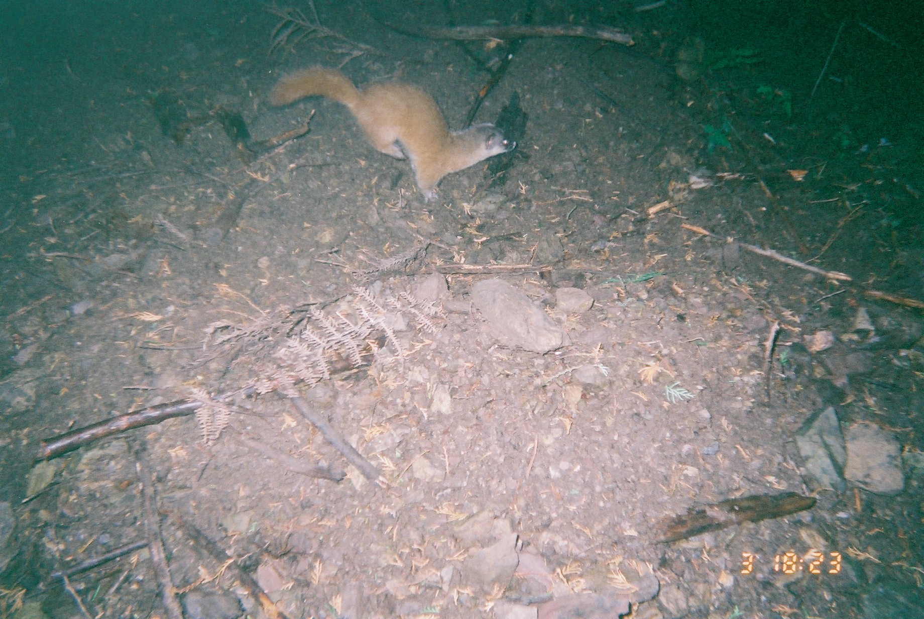 越知町にいるのは、どっちのイタチ？ - 越知町立横倉山自然の森博物館