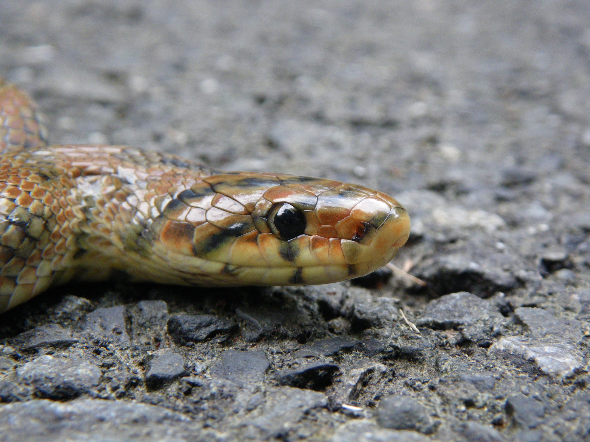 武夷山国家公园：蛇的王国 - 阿酷E-file