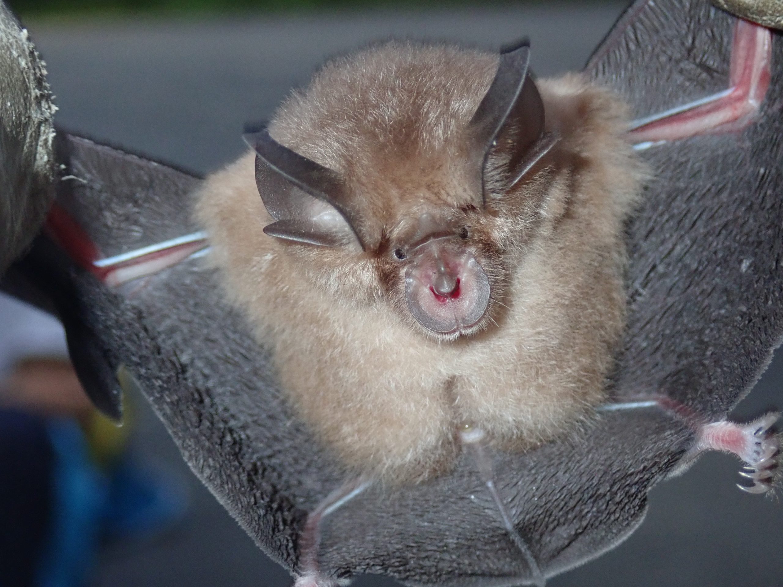 終了 10 2 横倉山の生きもの調べ ムササビとコウモリの夕べ 越知町立横倉山自然の森博物館