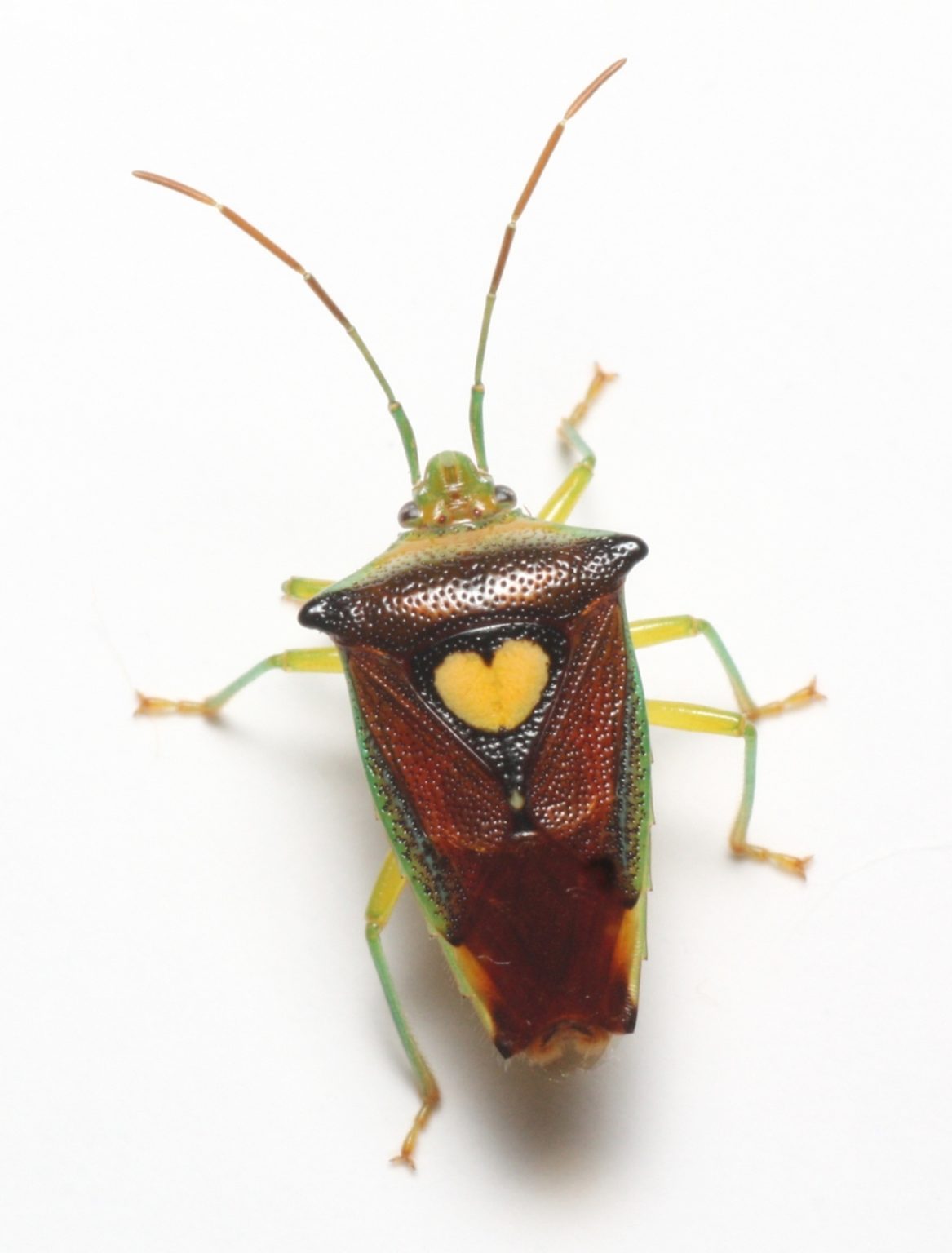 【終了】10/9 四国の自然･横倉山の自然 「カメムシの話～普通種・希少種・外来種～」 越知町立横倉山自然の森博物館