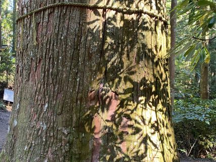 【中止】11/23  横倉山生きもの調べ 「横倉山の樹木」