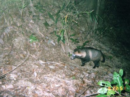 【中止】1/21  横倉山の生きもの調べ 「横倉山で動物を写そう」