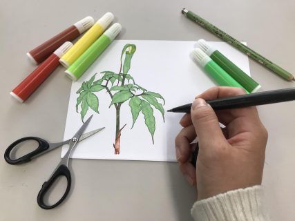 （講座）四国の自然・横倉山の自然「横倉山の植物をモデルにしたグッズづくり」