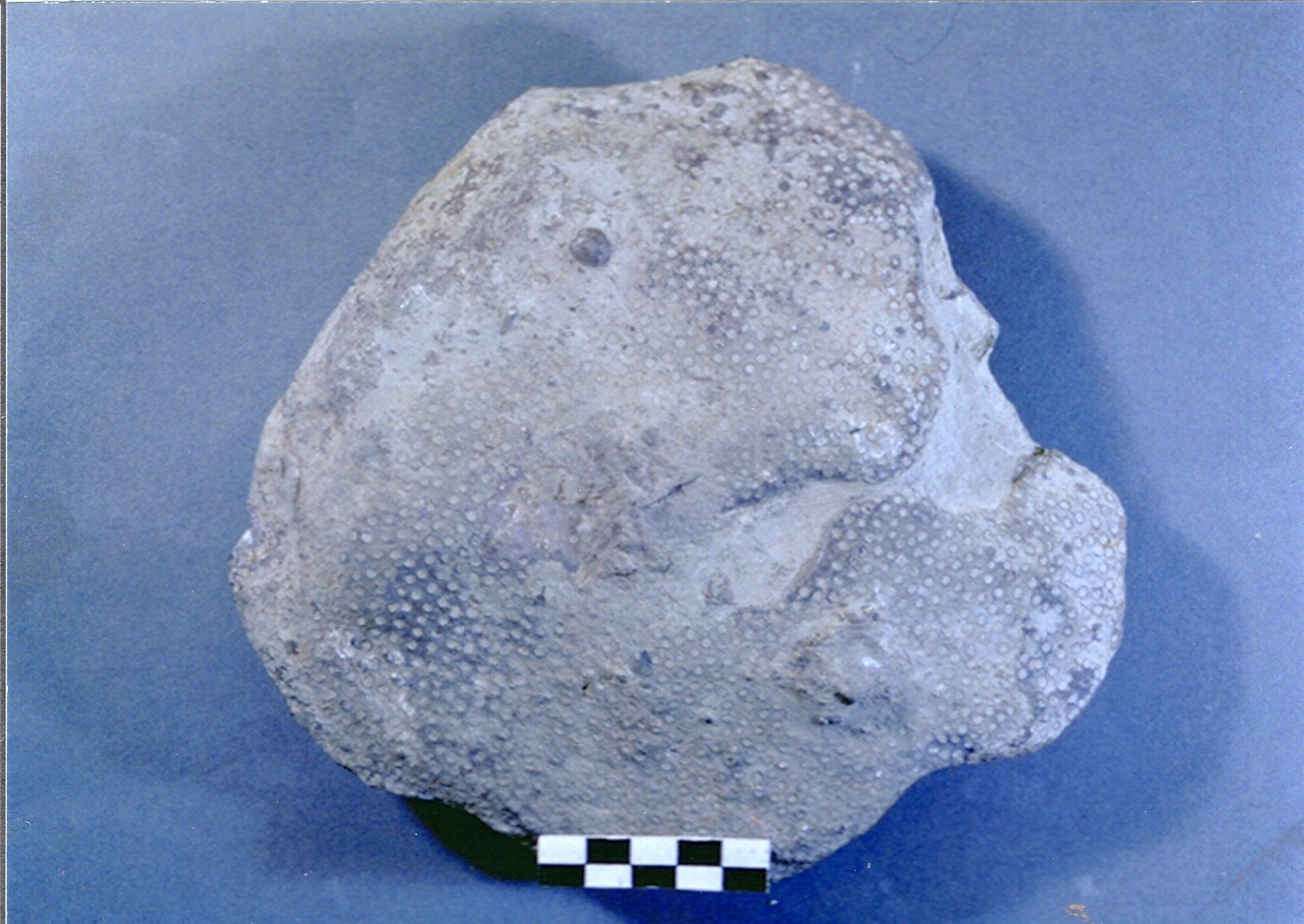 ハチノスサンゴ 越知町立横倉山自然の森博物館