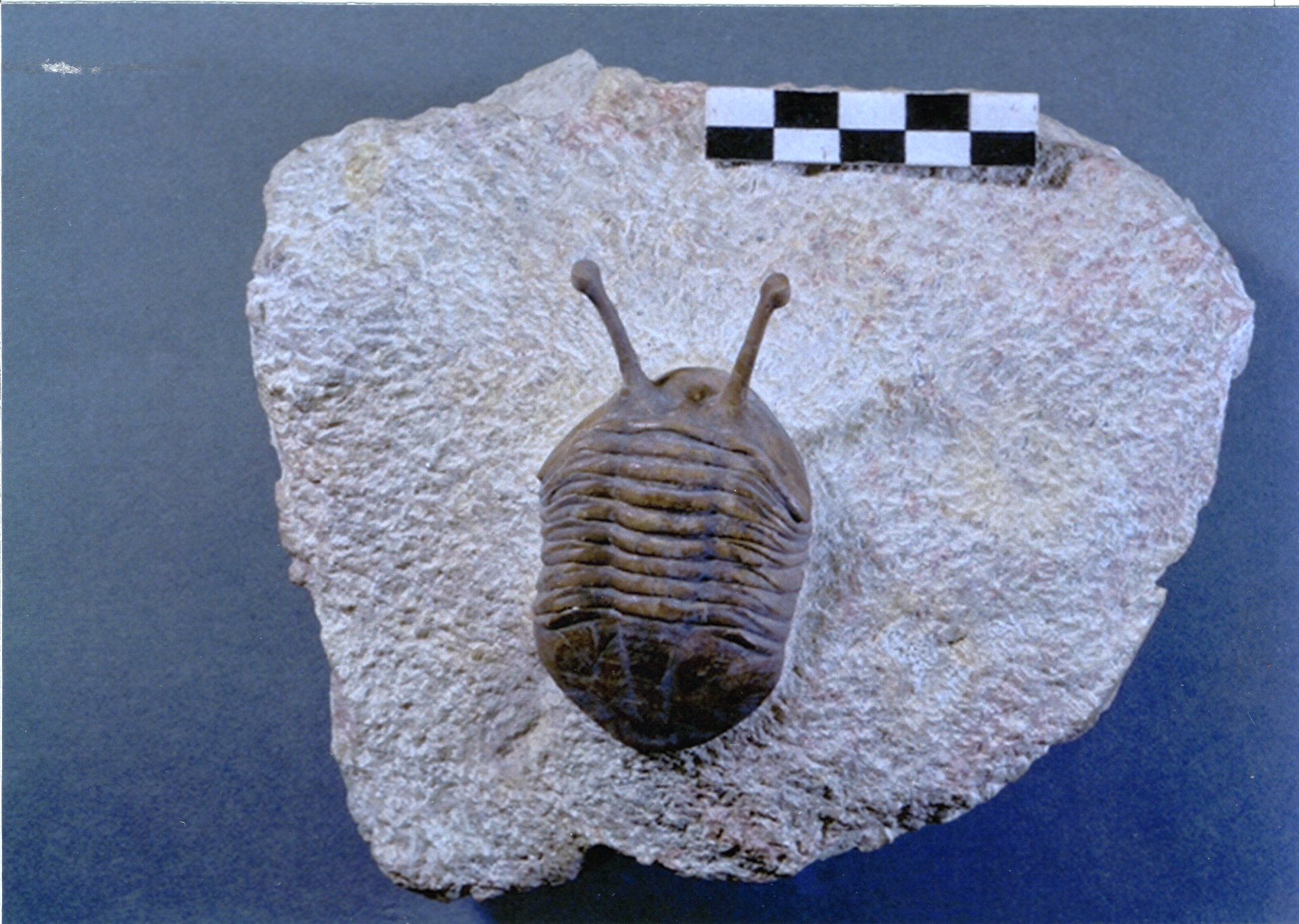 三葉虫　化石　fossil　ボリビア産　trilobite　三葉虫判別③ むしどく ポケモン 一覧 三葉虫 化石 fossil ボリビア産