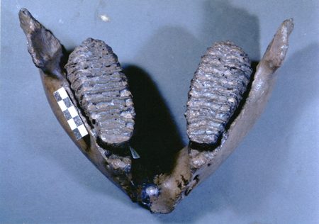 マンモス象の臼歯(下顎付)