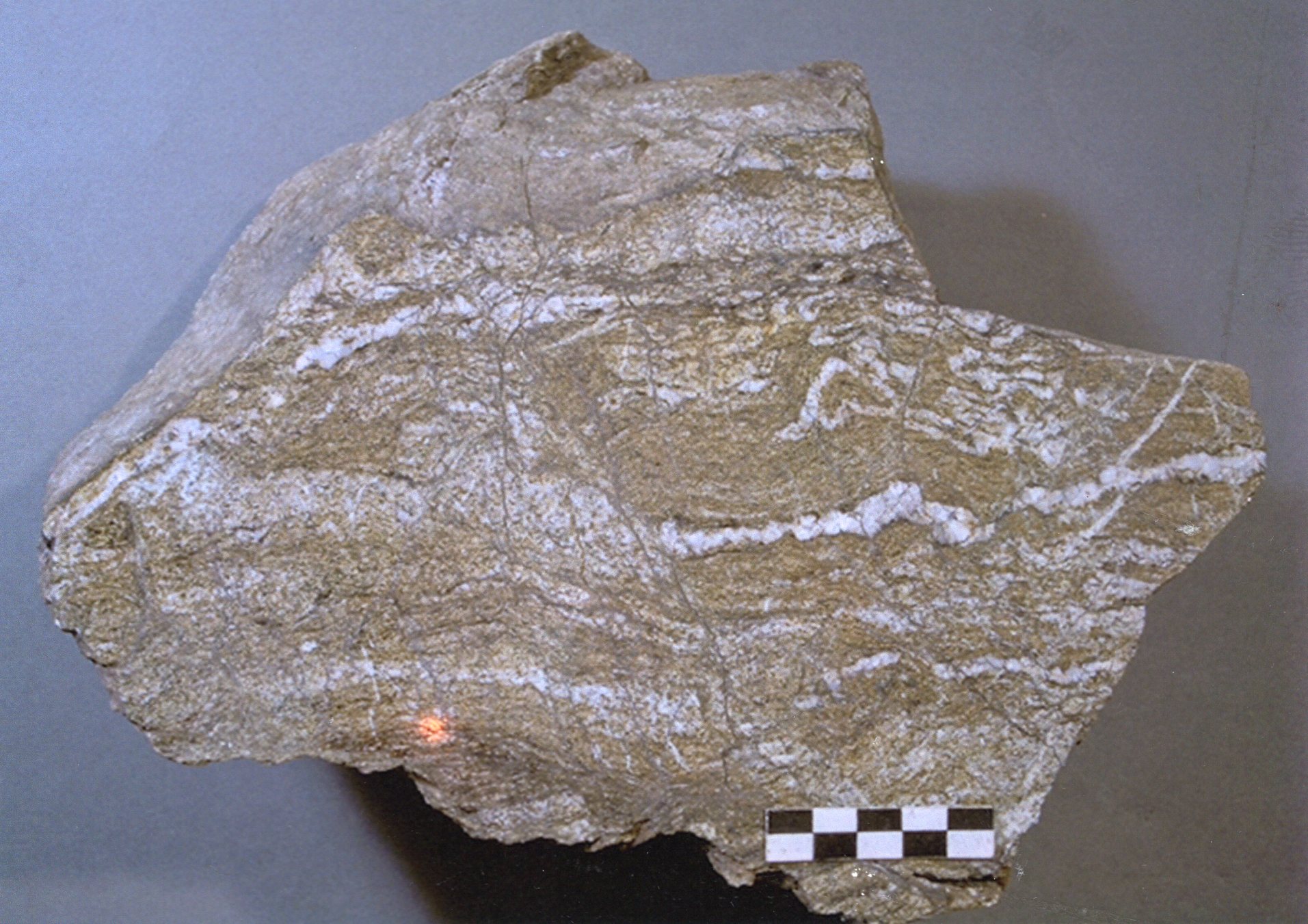 黒雲母石英片岩(寺野変成岩類) 越知町立横倉山自然の森博物館