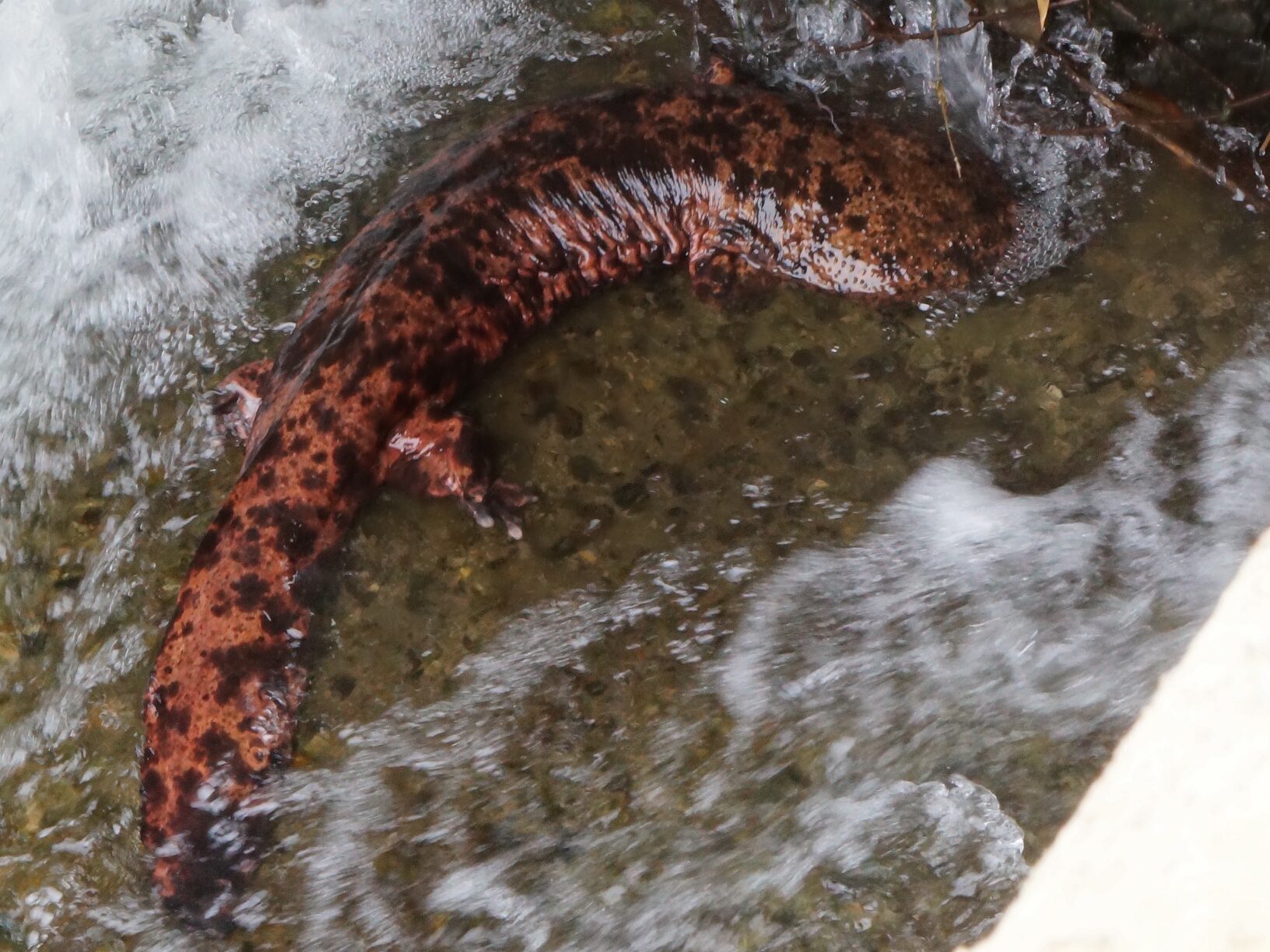 終了】1/5 四国の自然・横倉山の自然「オオサンショウウオのお話