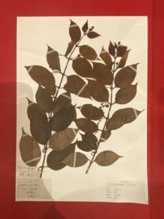 9/21 企画展関連講座「展示解説」