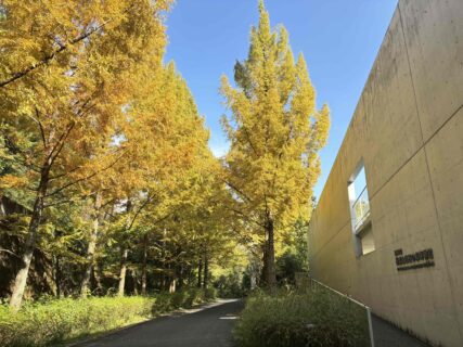 メタセコイア紅葉情報2025