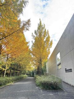 メタセコイア紅葉情報2025