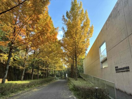 メタセコイア紅葉情報2025