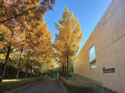 メタセコイア紅葉情報2025