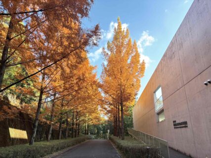 メタセコイア紅葉情報2025【11/28現在見ごろ】