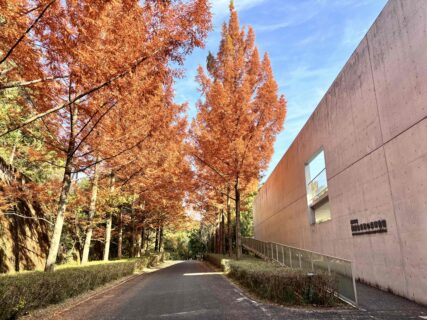 メタセコイア紅葉情報2025【見ごろ～散り始め】