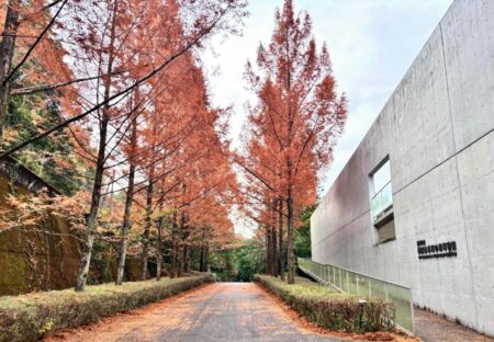 メタセコイア紅葉情報2025