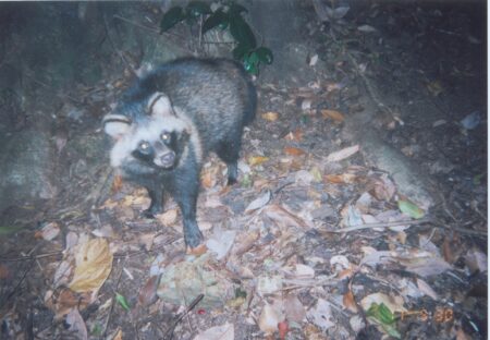 1/4 巡回展関連講座「四国の哺乳類・越知の哺乳類」